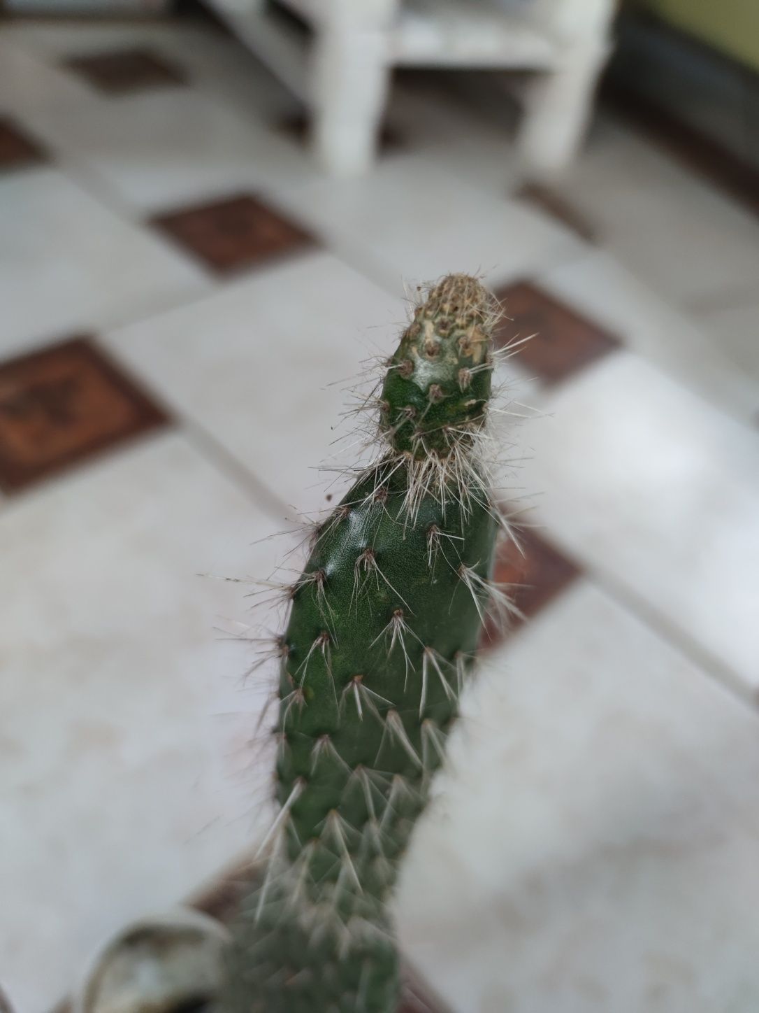 Opuncja dekoracja kaktus