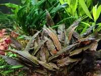 Kryptokoryna Cryptocoryne wendtii brown - roślina akwariowa