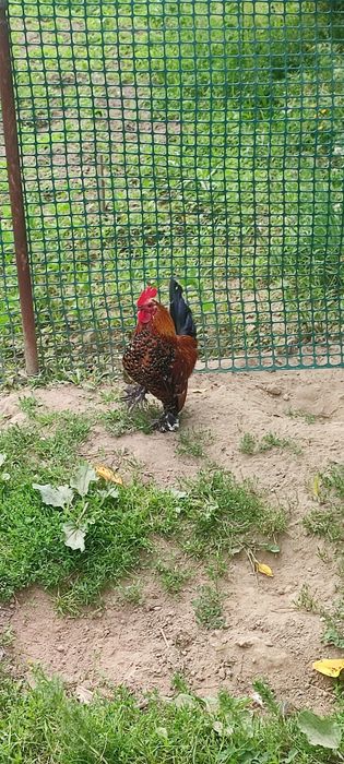 Liliput łapciate koguty