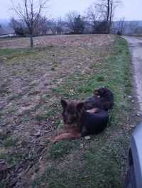 W okolicach Kańczugi znaleziono dwa bardzo charakterystyczne psy