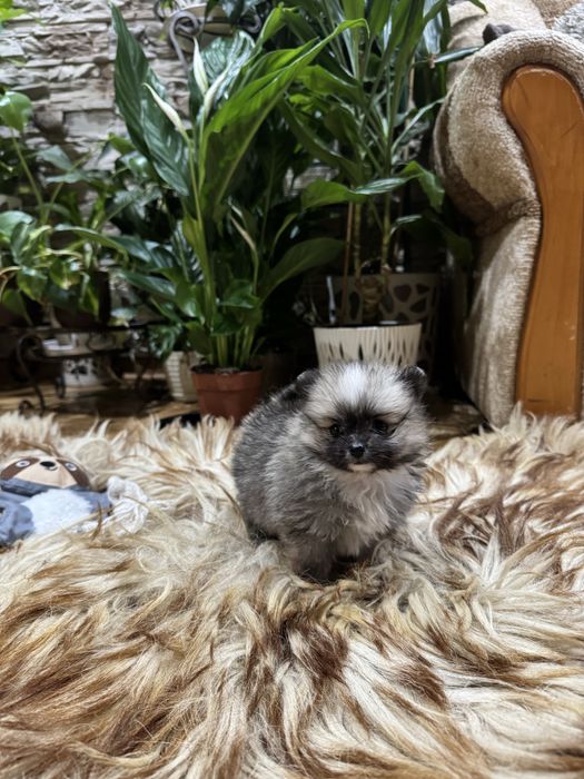 Pomeranian szpic miniaturowy