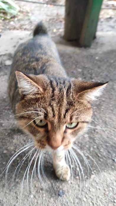 Шукаю Мурчику дiм та люблячого господаря