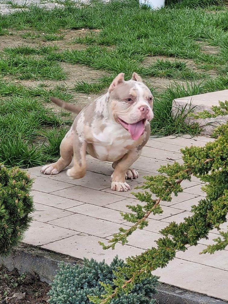 American bully suczka Cowboy Bloodline LOUIS-V