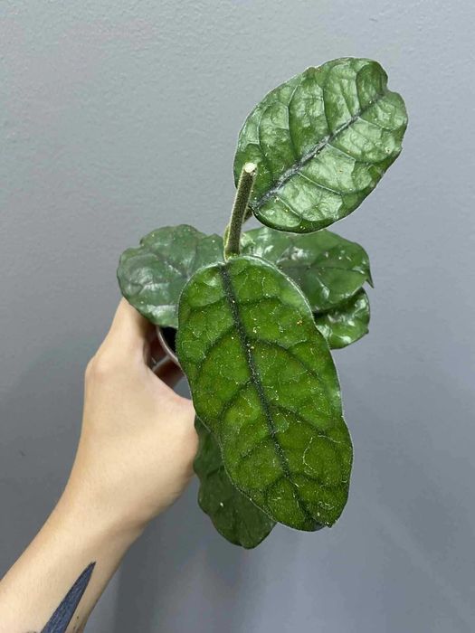 Hoya Villosa Hoja