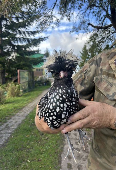 Czubatka srebrna kogut