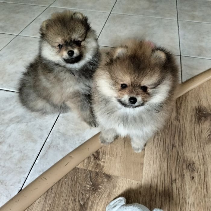 Szpic miniaturowy pomeranian rudy piesek