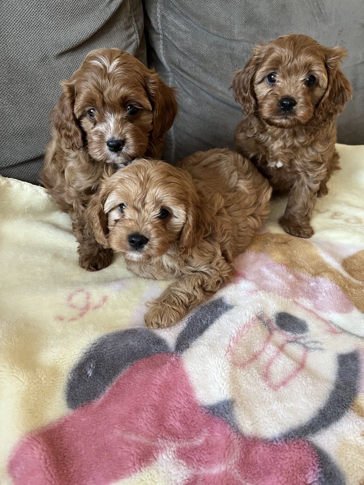 Cavapoo pudel&cavalier juz do odbioru