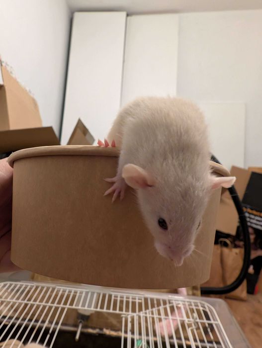 Szczury samce - odbiór po 23 listopada