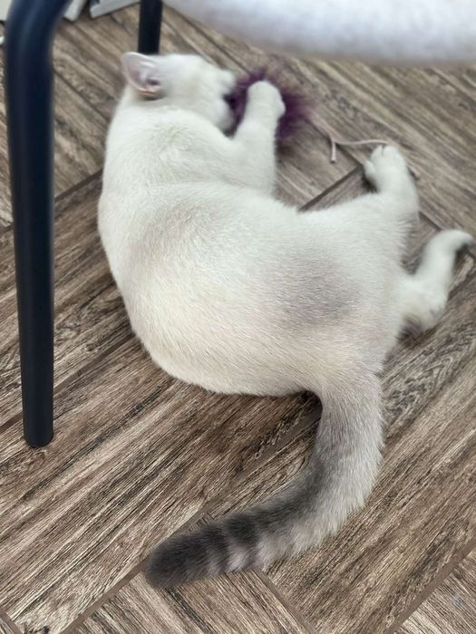 Котик шотландської породи