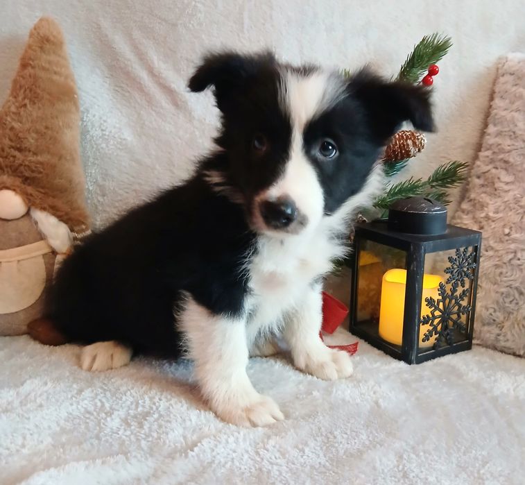 Border collie szczenię