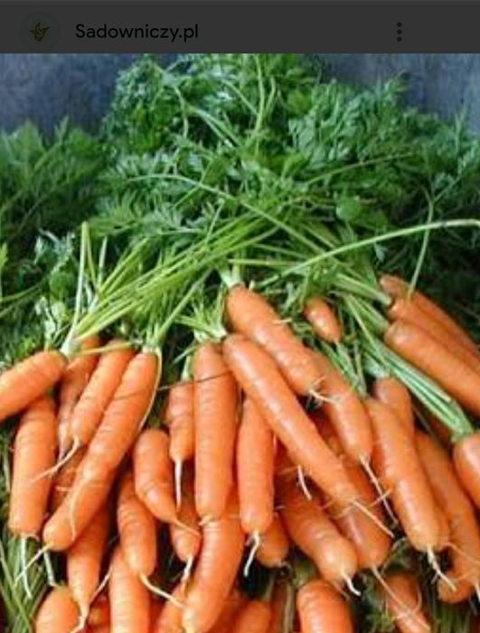 Marchew jadalna, pietruszka