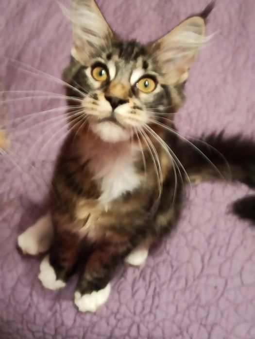 Розплідник,,Марсель ''пропонує мейн кунів.