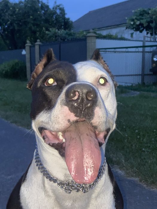 Продажа амстафа девочки