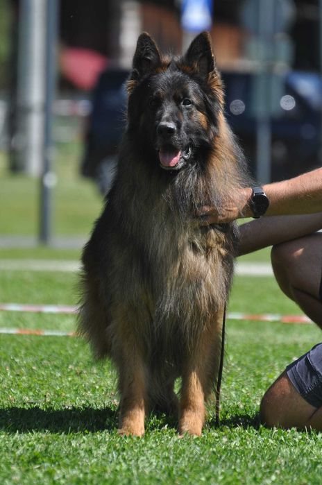 OWCZAREK NIEMIECKI DŁUGOWLOSY -piesek po Championie i Grand Championie