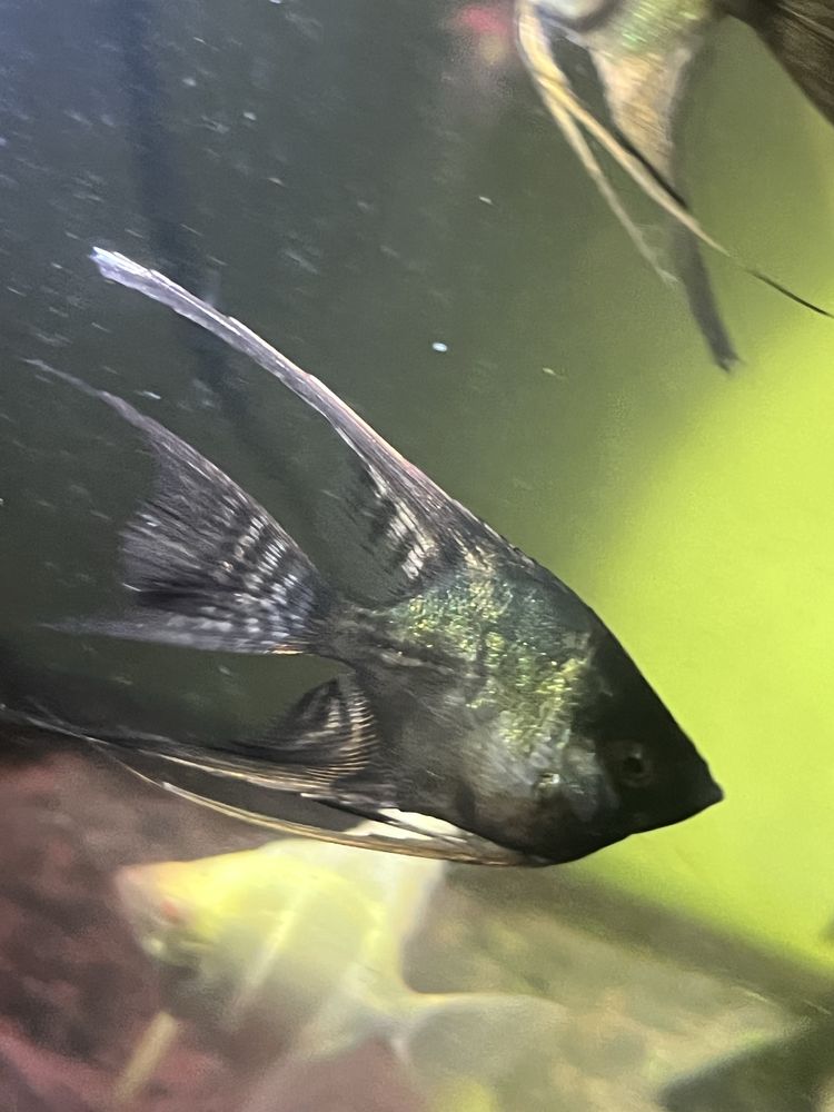 Skalar black marmur