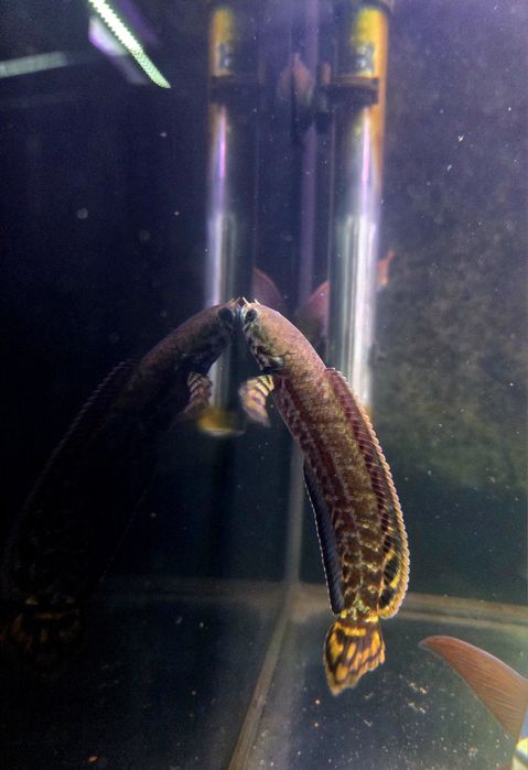 Channa bleheri (wężogłów)