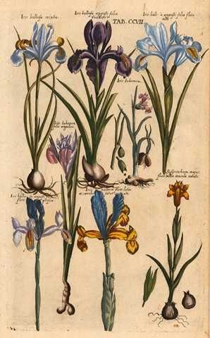 1719 r. Zielnik - Kwiaty reprint XVIII w. grafik
