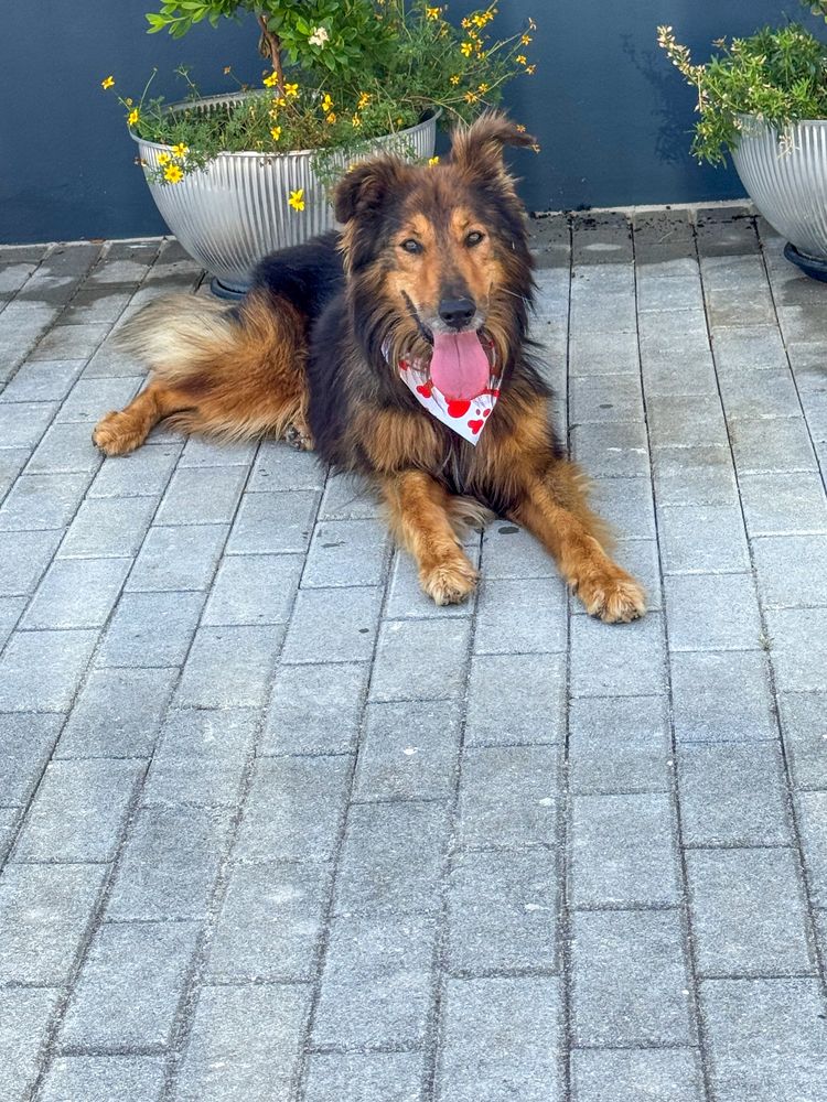 Sam - xRough Collie, 5 anos
