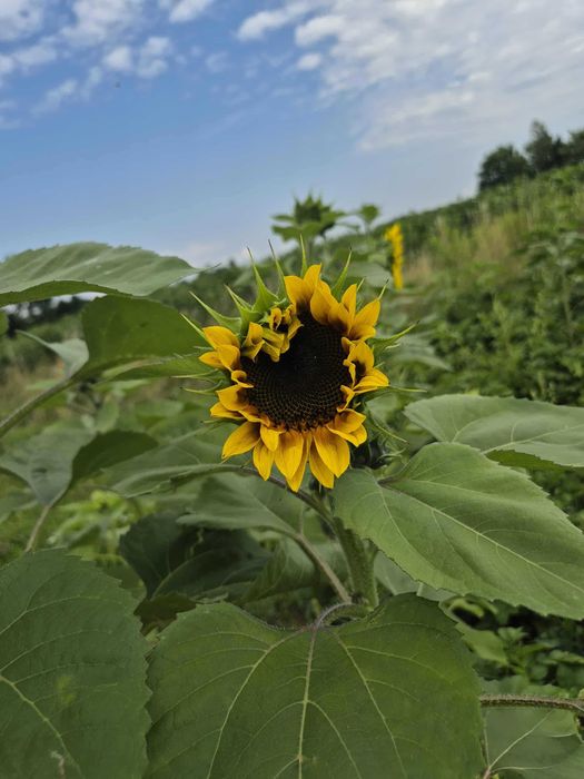 Nasiona słonecznik ozdobny na kwiat cięty