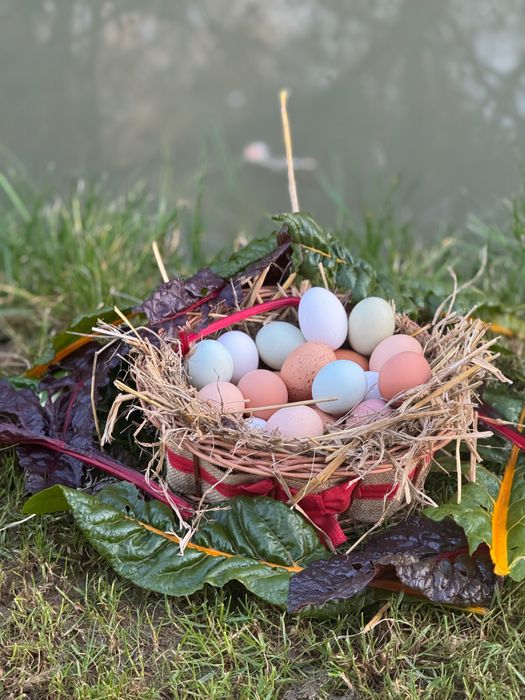 Jajka z wolnego wybiegu
