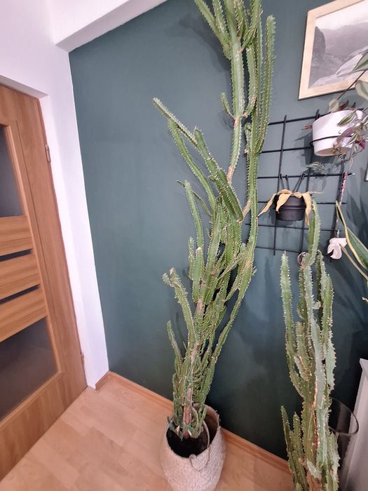 Wilczomlecz wysoki kilkuletni