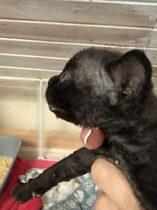 Nellson Devon rex Owieczkowy Raj*Pl zarezerwowany
