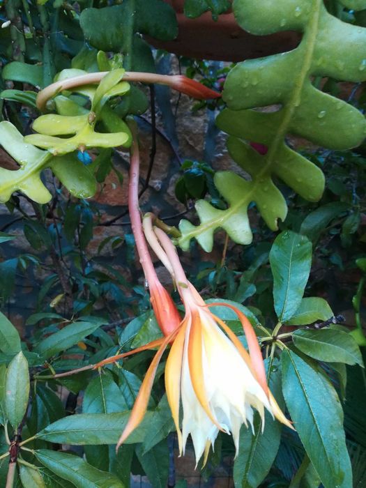 Planta natural espinha-de-peixe Branca/Vermelha