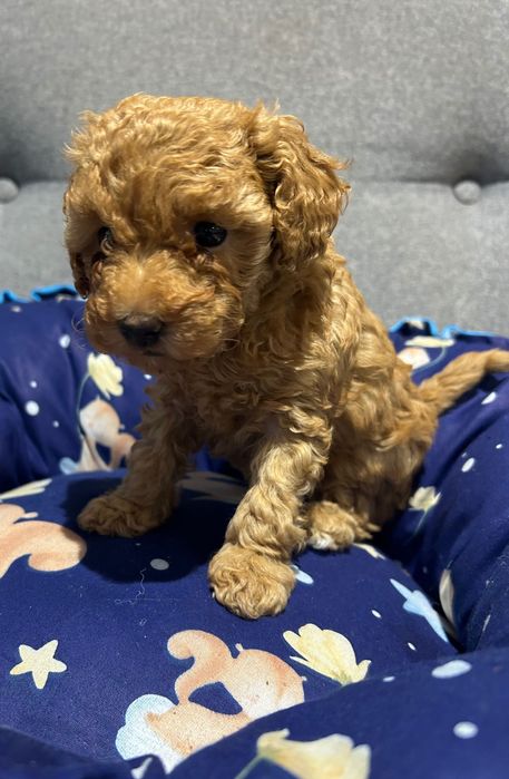 Pudel Toy red dziewczynka odbiór 22.12