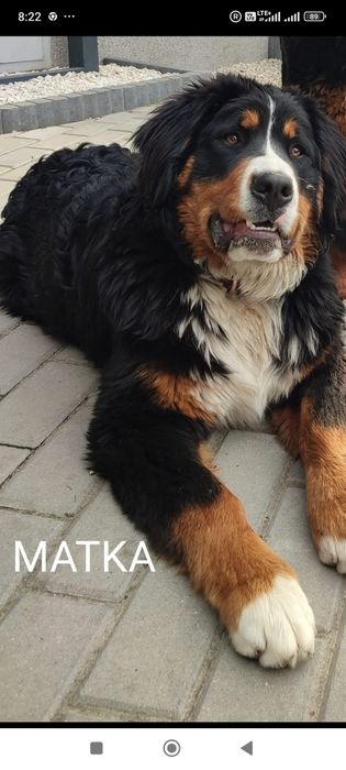 Berneński pies pasterski