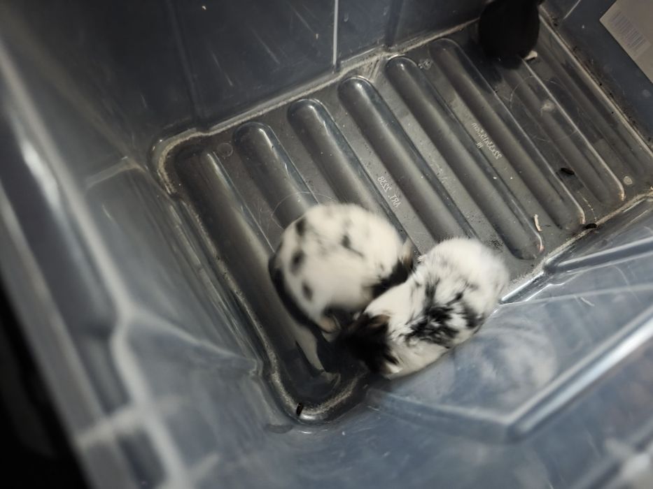 Oddam chomiki 3 sztuki