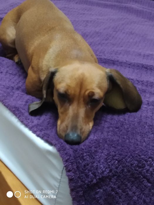 Подарую безкоштовно.