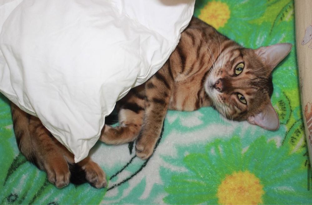 Бенгальские котята
