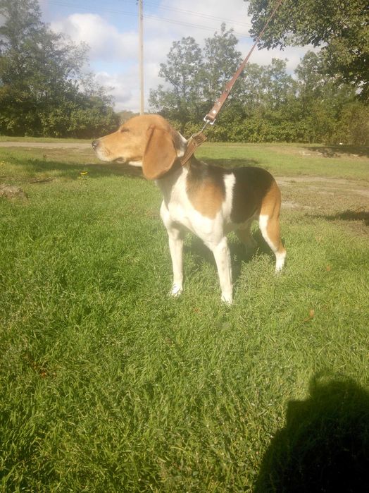 Вязка срочно Естонська гончая