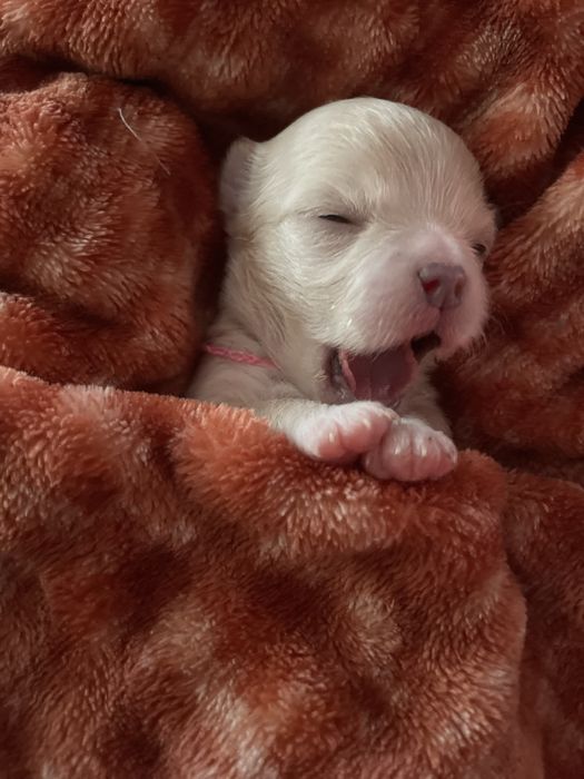 *** Chihuahua długowlosa XS***ZKwP/FCI***