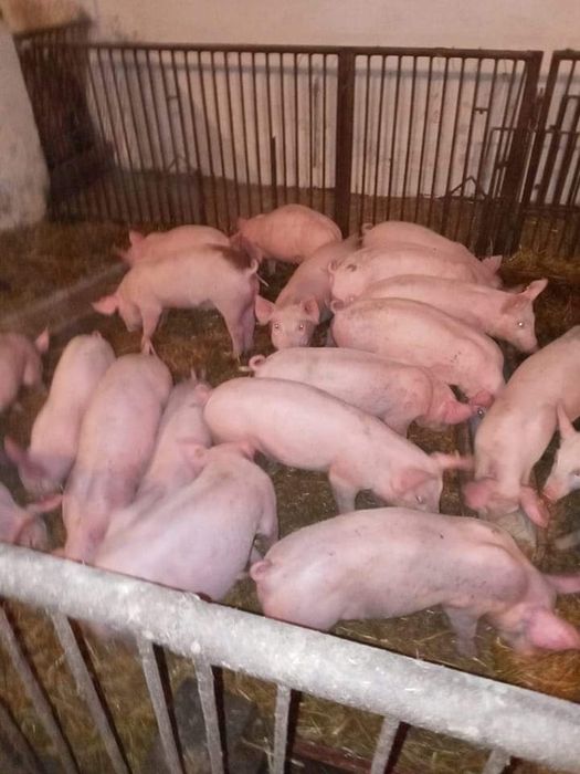 Prosieta Warchlaki odsadzone