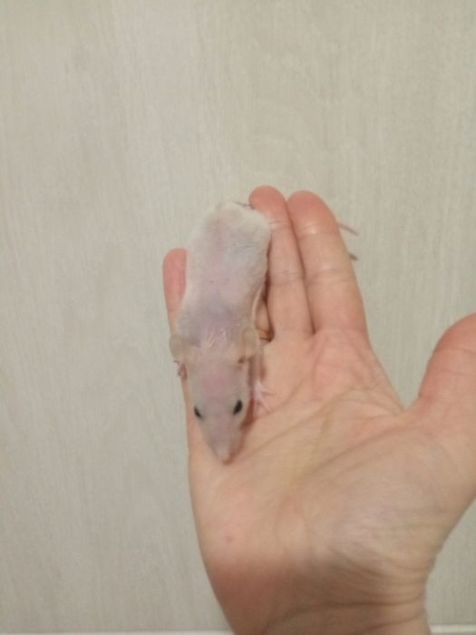 сфинкс крыска лысая крыса ручной теплый крысенок в Харькове купить