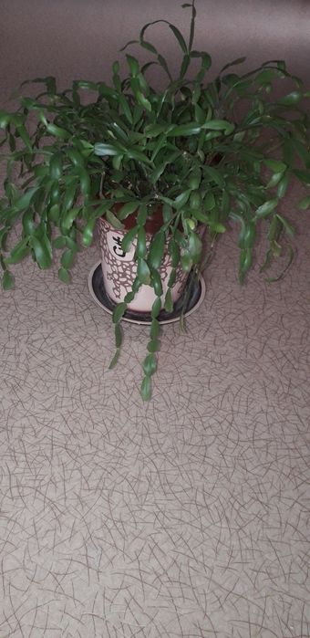 РАСПРОДАЖА Рождественник с вазоном.Декабрист.Зигокактус Шлюмберга