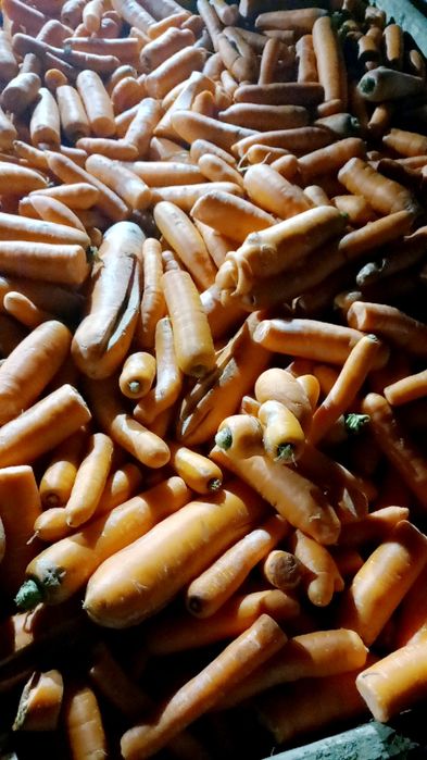 Marchew burak odpadowy