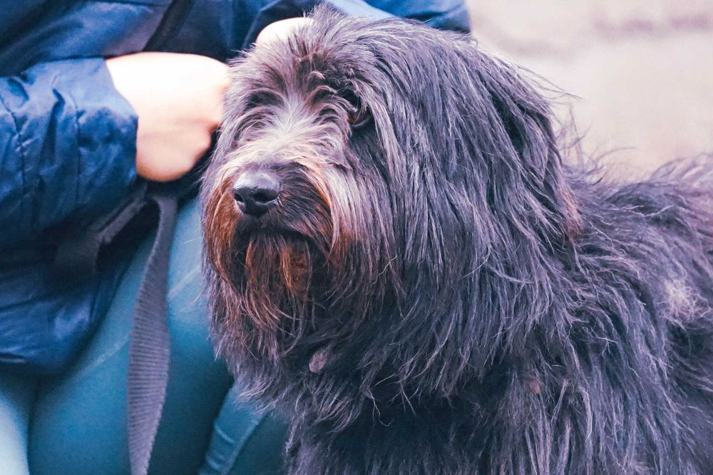 Molo - śliczny, kudłaty pies szuka domu