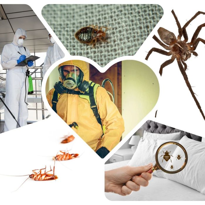 Избавиться Клопов Тараканов Блох