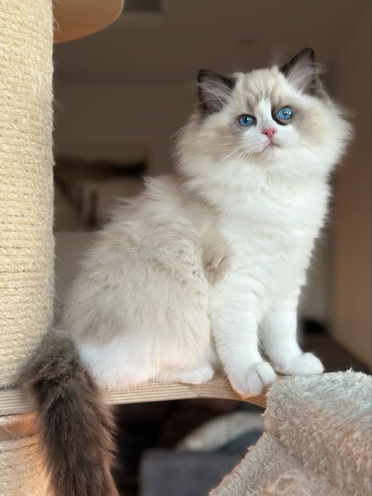 Kotka ragdoll hodowlano wystawowa FPL