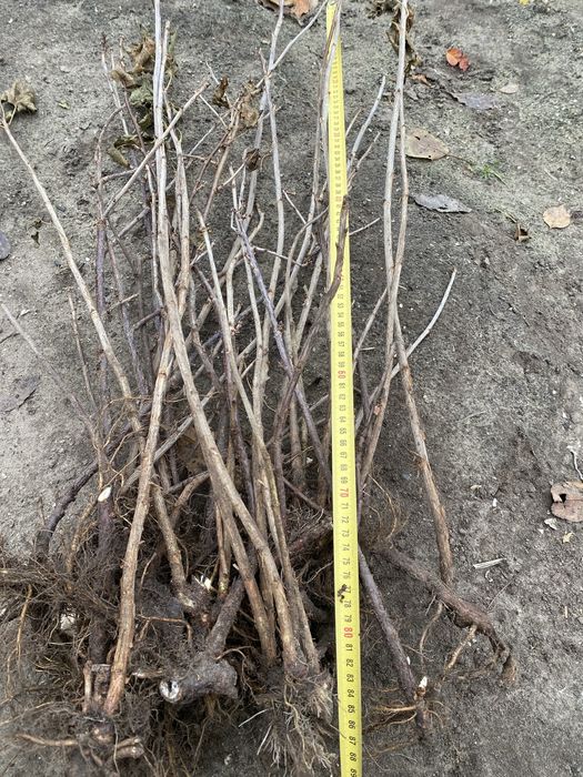 Червона смородина саджанці