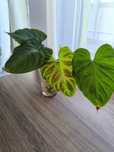 Philodendron Verrucosum