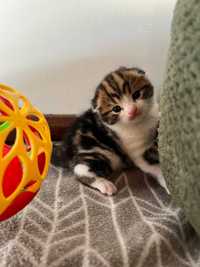 Scottish Fold -  Macho