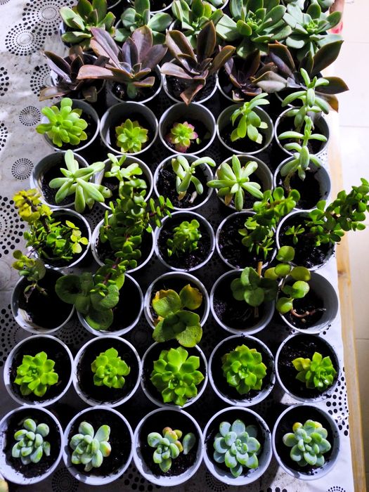 Grande Promoção - Suculentas em vaso