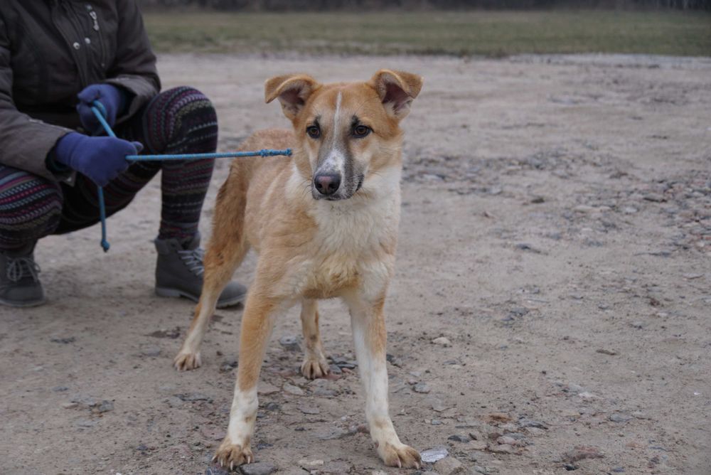 Jaspis - ładny , czujny piesek