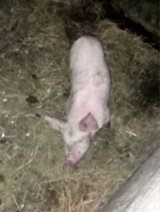 ТЕРМІНОВО. Продаю свиней