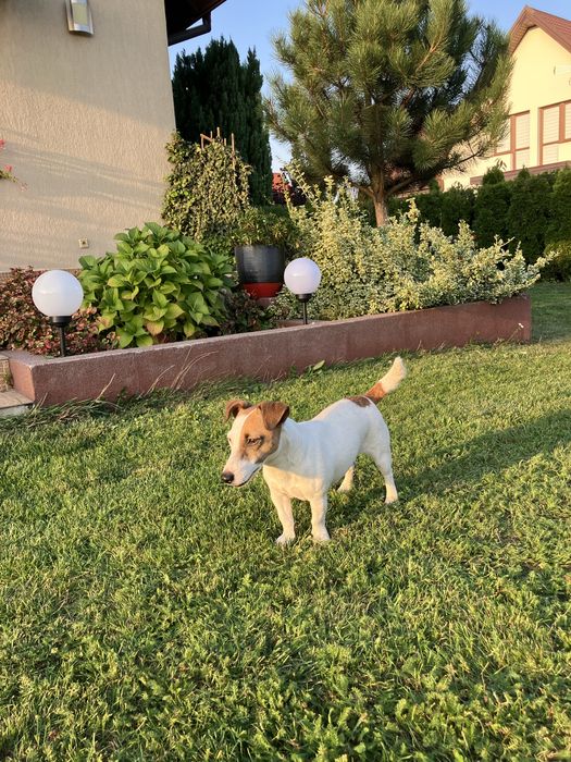 Jack russell terrier gotowe do odbioru