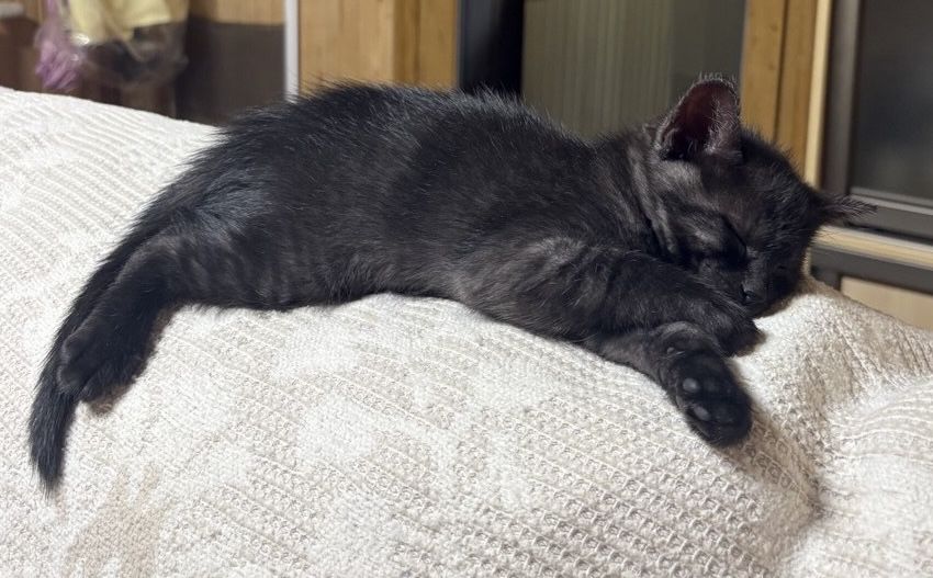 Кошеня хлопчик - 2 місяці безкоштовно