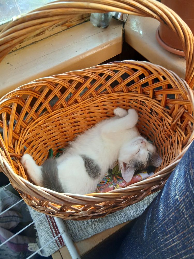 Котёнок в добрые руки